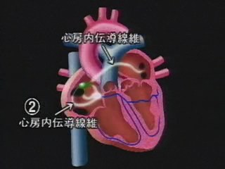 刺激伝導系2