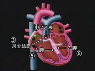 刺激伝導系3