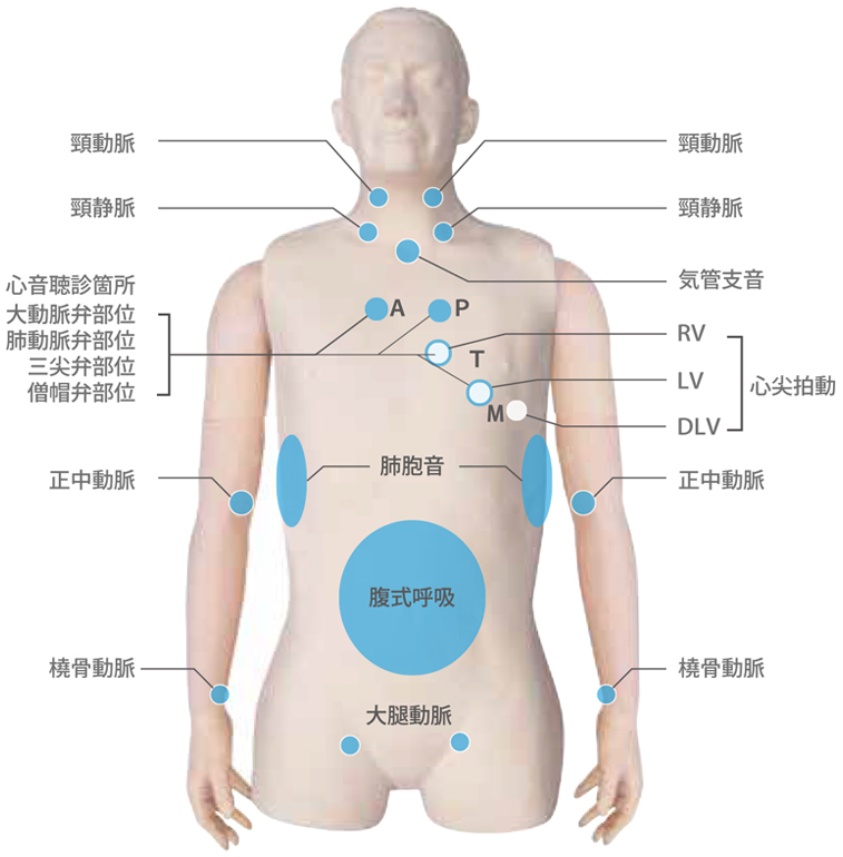 いつもの聴診器で本当の患者を診ているような感覚