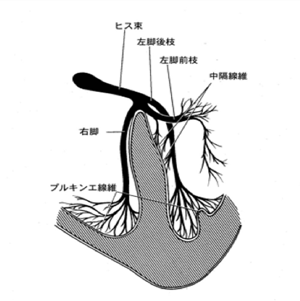 刺激伝導系